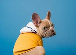 A French bulldog wearing a yellow hoodie