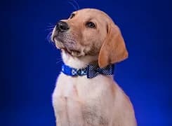 A labrador puppy wearing a bow tie