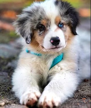 An Australian shepherd puppy lying on a path