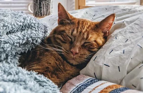 A ginger cat asleep on a bed
