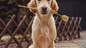 Golden Retriever Guardians