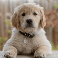 Small Animals