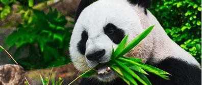 Wildlife Conservation