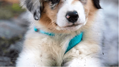 UK Animal Rescue Volunteers