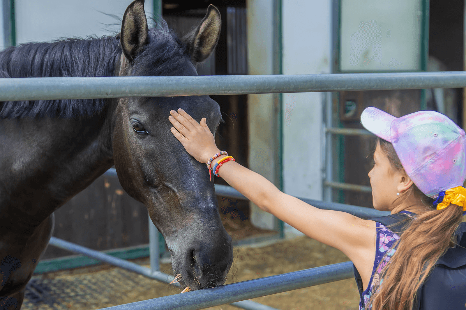 Meadowbrook Equine Sanctuary Support