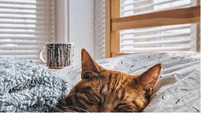 London Cat Rescue Coalition