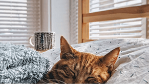 London Cat Rescue Coalition