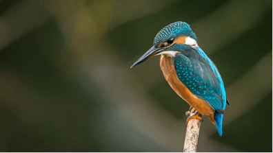 Exotic Bird Keepers Network