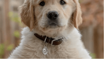 Senior Dog Sanctuary Network