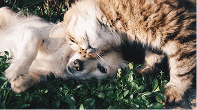 Pet Loss & Grief Support Circle