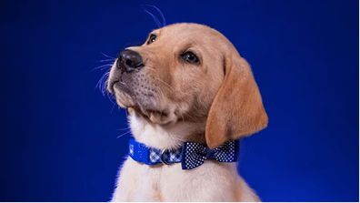 Verified Vets Network