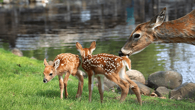 Regional Wildlife Trade Response Network