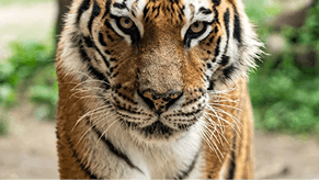 Wildlife Photographers United