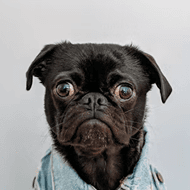 Dogs