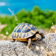Reptiles