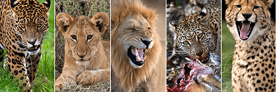 A row of big cats: jaguar, lion, leopard and cheetah
