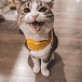 A cat wearing a yellow bandana
