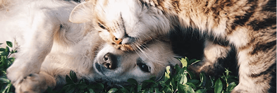 A cat and a dog curled up together