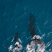 Dolphins seen from above at the ocean surface