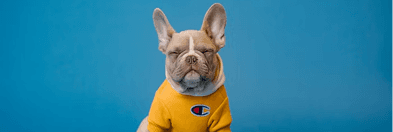A French bulldog in a yellow sweater