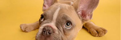 A French bulldog lying on a yellow background