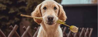 A golden retriever carrying a tulip