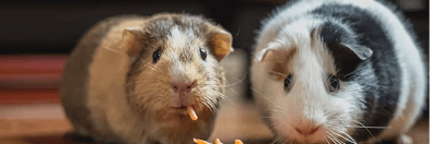 Two guinea pigs sharing food