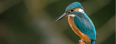A kingfisher perched outdoors