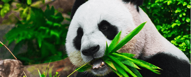 A giant panda eating bamboo