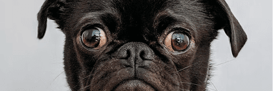 A pug looking into the camera
