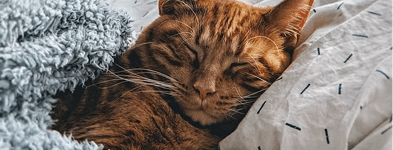A ginger cat asleep in a blanket