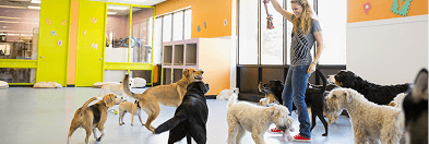 A trainer working with a room full of dogs