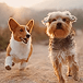 A corgi and a terrier standing together