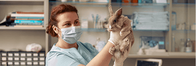 A veterinarian holding a rabbit in a clinic